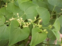 Аристолохия клематис – Aristolochia clematis L.