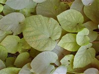 Аристолохия крупнолистная, трубчатая – Aristolochia macrophylla Lam.