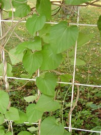 Аристолохия пушистая – Aristolochia tomentosa Sim.