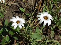 Арктотис гибридный – Arctotis x hybrida hort.