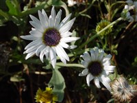 Арктотис стехасолистный, изящный, африканская маргаритка – Arctotis stoechadifolia Berg. (1)