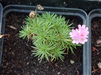 Армерия дернистая, можжевеловолистная – Armeria caespitosa (Cav.) Boiss.