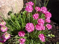 Армерия морская – Armeria maritima (Mill.) Willd.