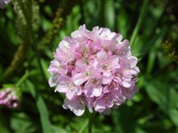 Армерия псевдоармериевая, широколистная, крупнолистная – Armeria pseudoarmeria (Murray) Mansf. (1)