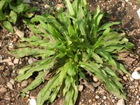 Арнебия красивая, синяковидная – Arnebia pulchra Edmondson.