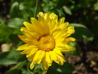Арника узколистная – Arnica angustifolia Vahl.