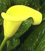 Ароидные (зантедесхия Эллиота)