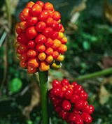 Ароидные (плоды ариземы)