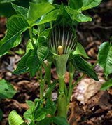 Ароидные (цветок ариземы)