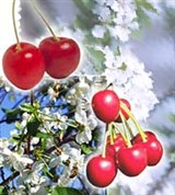 Ароморфоз у растений