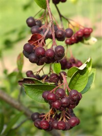 Арония черноплодная, рябина черноплодная – Aronia melanocarpa (Michx.) Elliot (1)