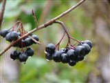 Арония черноплодная, рябина черноплодная – Aronia melanocarpa (Michx.) Elliot (3)