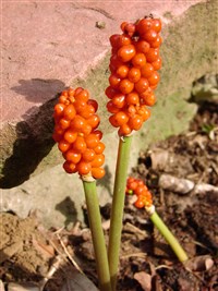 Аронник итальянский, белопокрывальный – Arum italicum Mill.