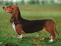 Артезиано-нормандский бассет (на прогулке)