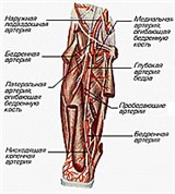 Артерии нижних конечностей