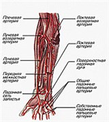 Артерии предплечья и кисти руки