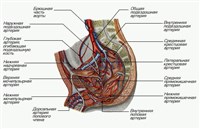 Артерии таза