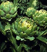 Артишок (соцветие-корзинка)