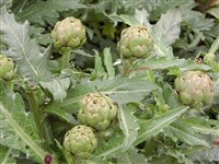 Артишок настоящий, колючий, крупный – Cynara coleus L. (1)