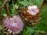 Артишок настоящий, колючий, крупный – Cynara coleus L. (2)