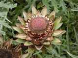 Артишок настоящий, колючий, крупный – Cynara coleus L. (3)
