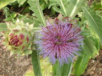 Артишок чертополоховый – Cynara cardunculus L. (1)