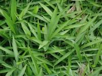 Арундинария низкая, плейобластис низкий, многоветочник низкий – Arundinaria humulis Mitford.