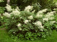 Арункус двудомный, обыкновенный, лесной – Aruncus dioicus (Walt.) Fern. (1)