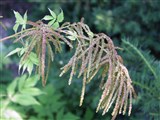 Арункус двудомный, обыкновенный, лесной – Aruncus dioicus (Walt.) Fern. (3)