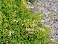 Арункус малый – Aruncus pervulus Kom.