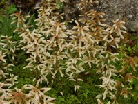 Арункус этузолистный – Aruncus aethusifolius (Lev.) Nak. (1)