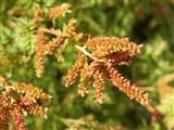 Арункус этузолистный – Aruncus aethusifolius (Lev.) Nak. (2)