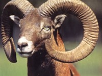 Архар (голова)