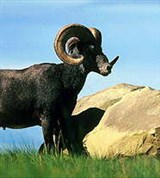 Архар (горный баран)