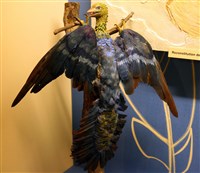 Археоптерикс (реконструкция)