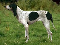 Арьежская гончая