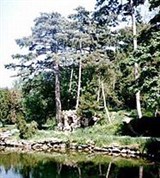 Аскания-нова (дендрарий)