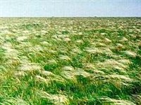 Аскания-нова (ковыль)