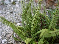 Асплениум волосовидный – Asplenium trichomanes L.