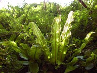 Асплениум сколопендровый, листовик сколопендровый – Asplenium scolopendrium L.