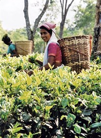 Ассам (сборщики чая)