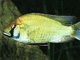 Астатотиляпии (Astatotilapia calliptera)