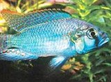 Астатотиляпия Бертона (зеленовато-синий окрас)