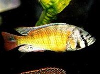 Астатотиляпия Брауна (зеленовато-золотистый окрас)