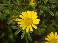 Астерискус морской – Asteriscus maritimus (L.) Less.