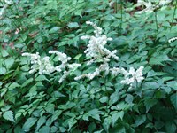 Астильба Лемуана – Astilbe x lemoinei E.Lemoin.