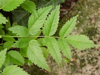 Астильба Тунберга – Astilbe thunbergii (Sieb.et Zucc.) Miq. (1)