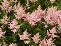 Астильба гибридная – Astilbe x hybrida hort.ex Lev.et Lus.