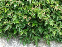 Астильба голая – Astilbe glaberrima Nak.