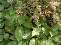 Астильба простолистная – Astilbe simplicifolia Mak.